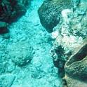 coral1