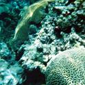 coral2