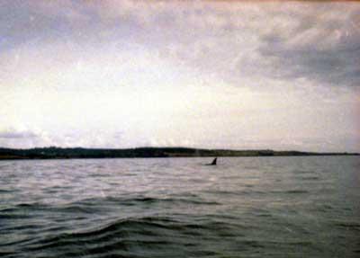 orca3
