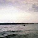 orca3