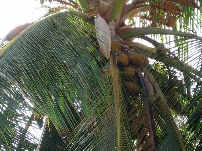 CoconutPalm