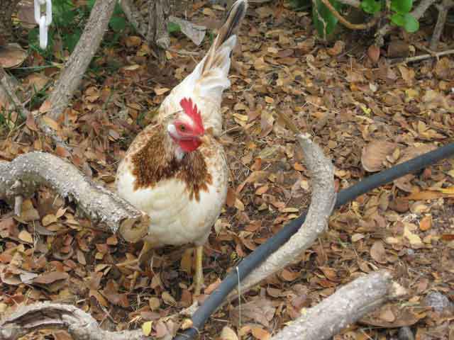 FarmMktChick3