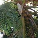 CoconutPalm
