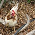 FarmMktChick3