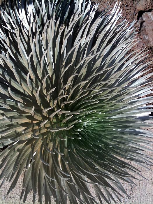 haleakalaSilversword