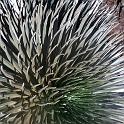 haleakalaSilversword