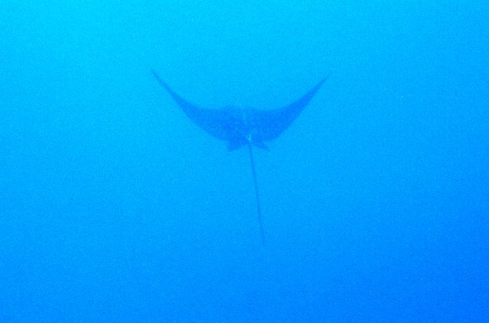 ray