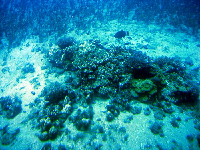 reef1