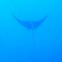 ray