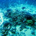 reef1
